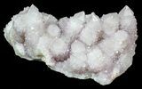 Cactus Quartz (Amethyst) Cluster - Large Crystals #62965-1